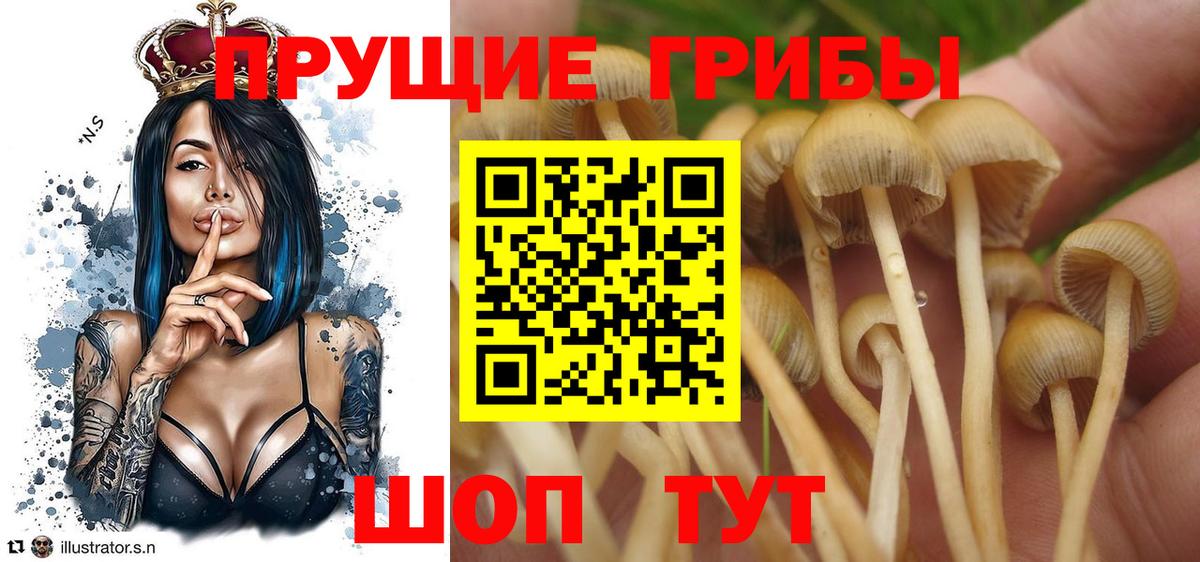 Ессентуки  Галлюциногенные грибы прущие грибы  Вход с VPN 